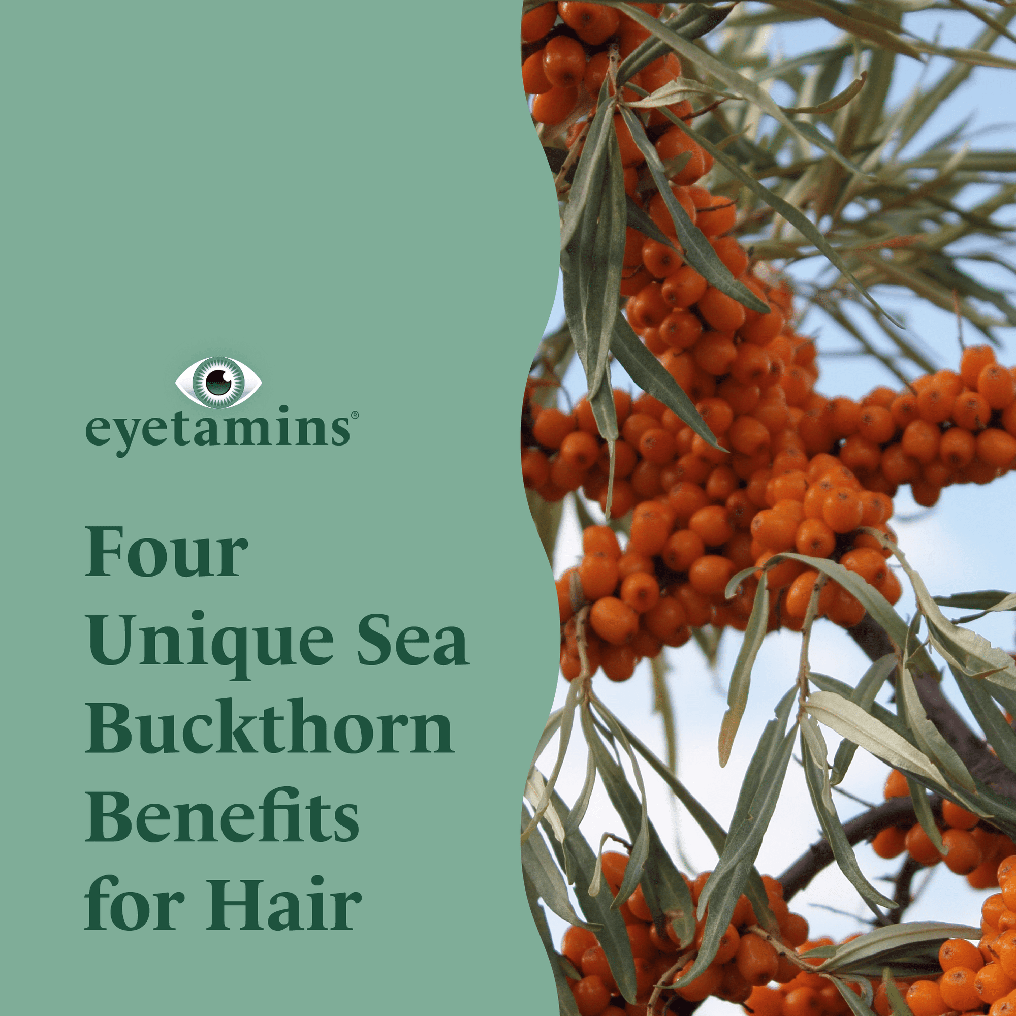 Eyetamins - Four Unique Sea Buckthorn Benefits for Hair