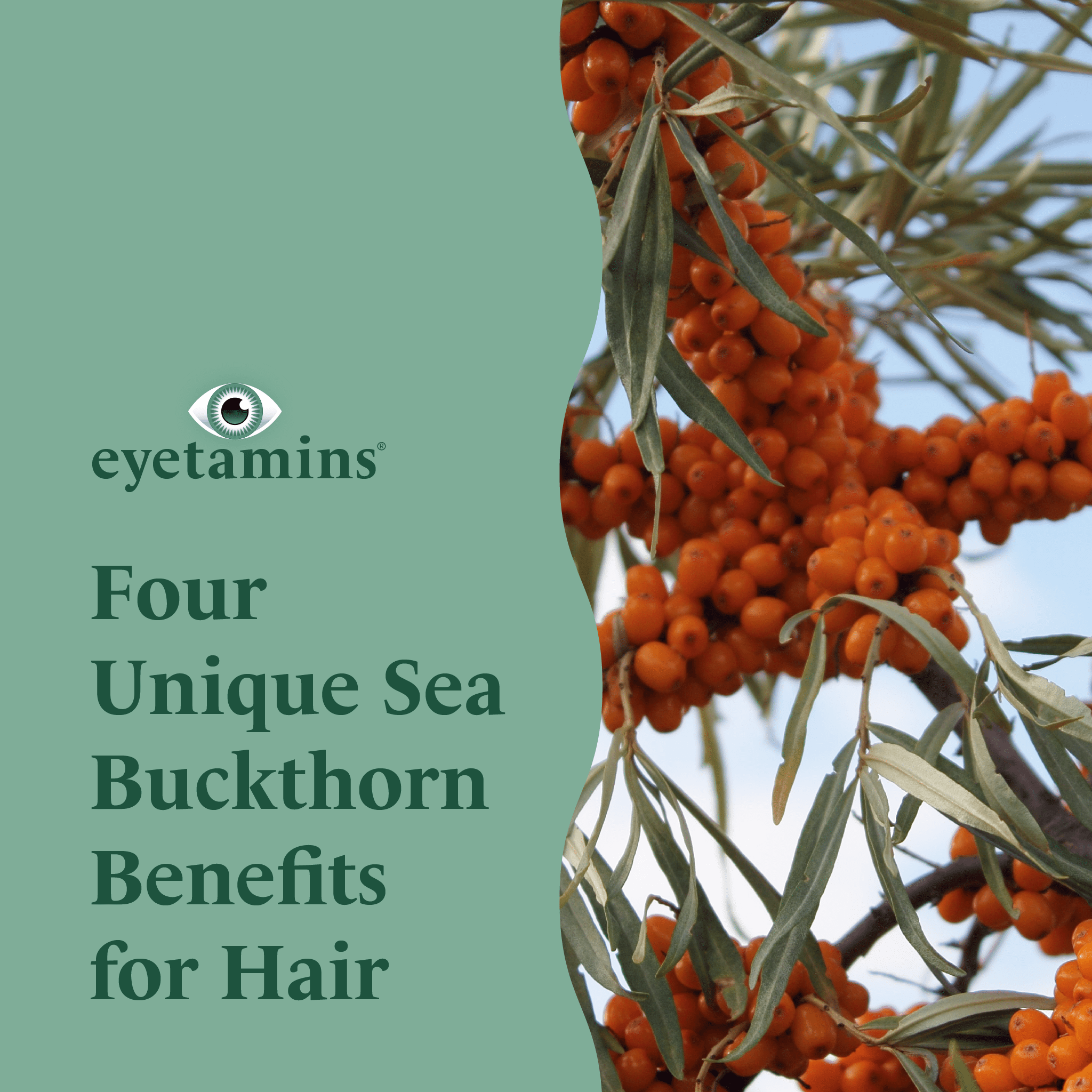 Eyetamins - Four Unique Sea Buckthorn Benefits for Hair