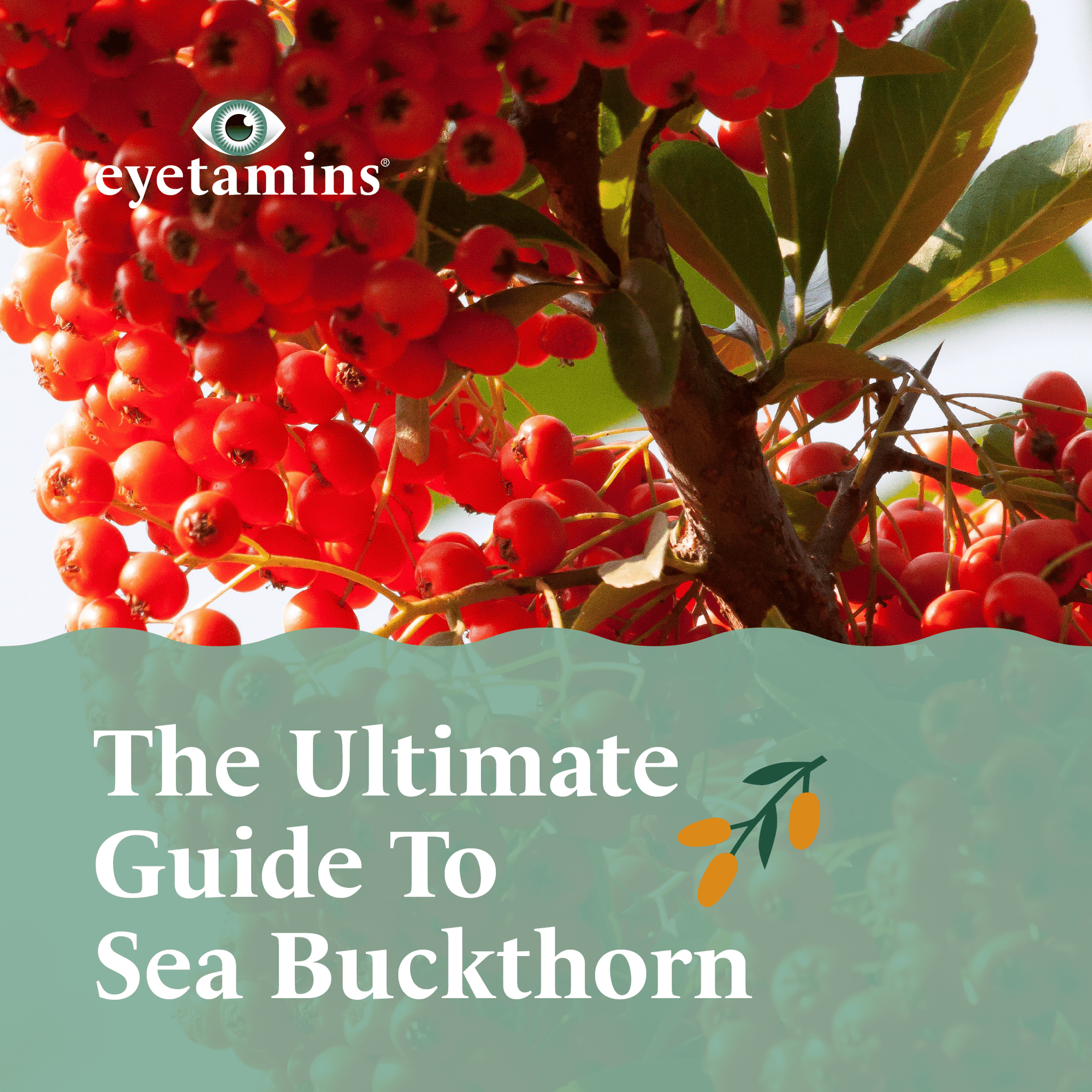Eyetamins - The Ultimate Guide To Sea Buckthorn