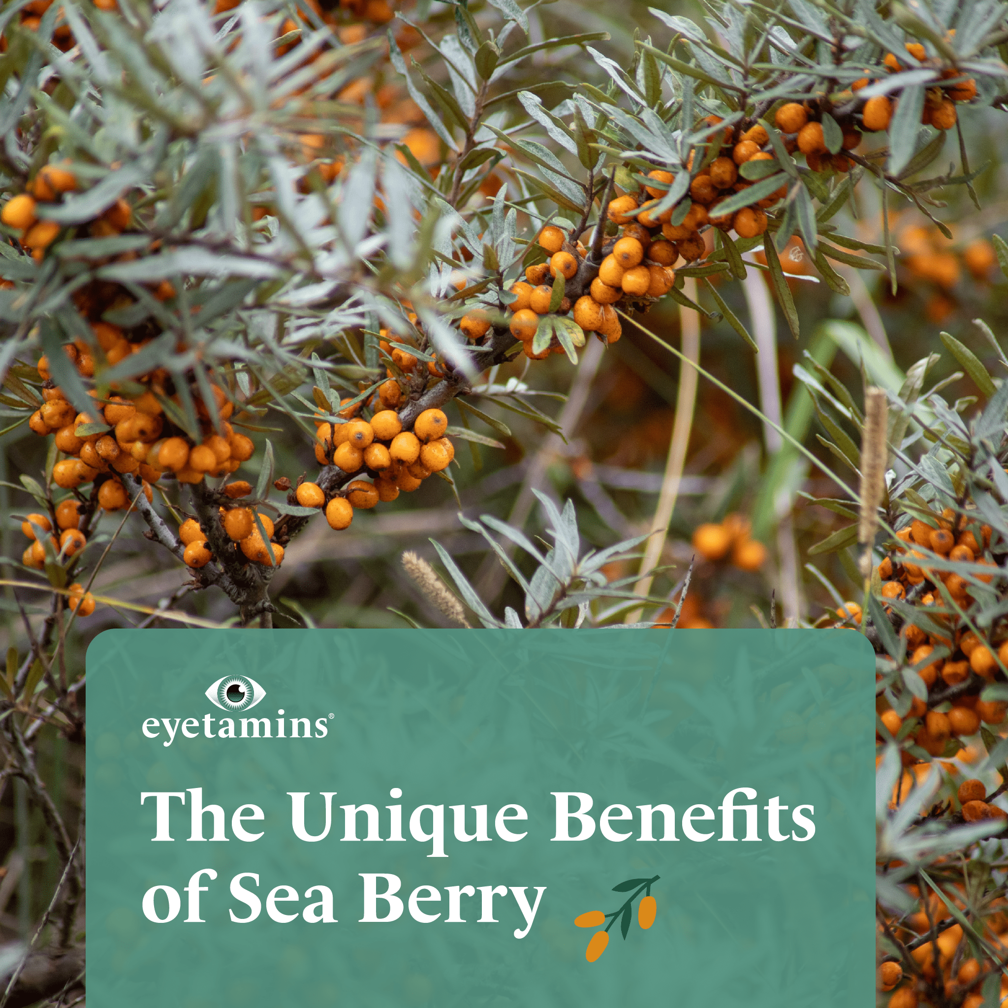 Eyetamins - The Unique Benefits of Sea Berry